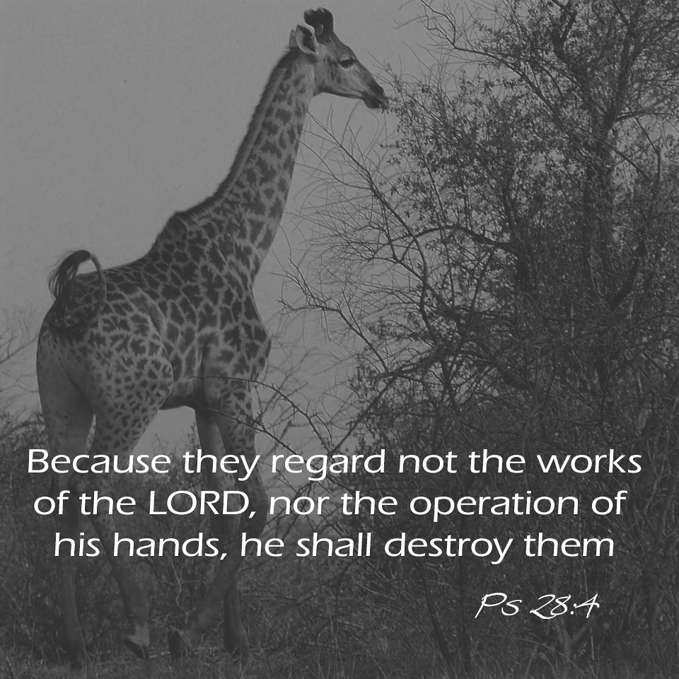 Because they regard not the works of the Lord